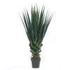 Planta Agave Pandora