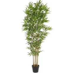 Planta Bambú grande