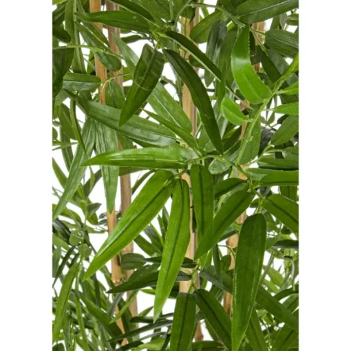 Planta Bambú grande