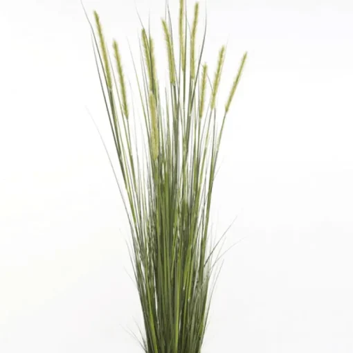Planta Junco Espiga Estrecha