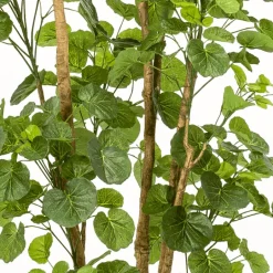 Árbol Aralia