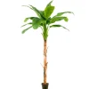 Árbol Platanero