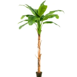 Árbol Platanero