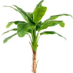 Árbol Platanero