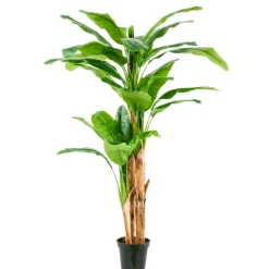 Árbol Platanero Multitronco