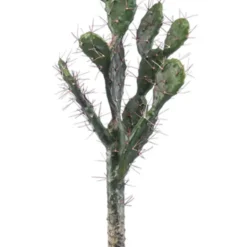 Cactus Sabra