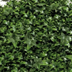 Jardín Vertical Hiedra