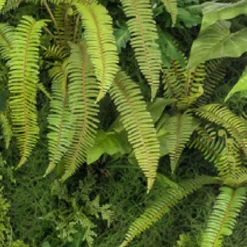 Jardín Vertical Photinia