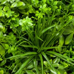 Jardín Vertical Prunus