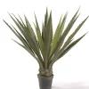 Planta Agave Ancha
