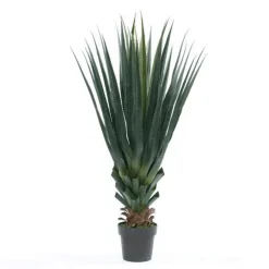 Planta Agave Pandora