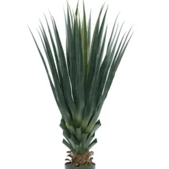 Planta Agave Pandora