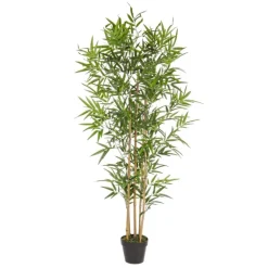 Planta Bambú grande