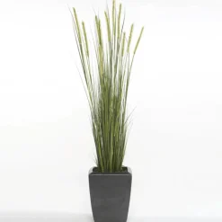 Planta Junco Espiga Estrecha