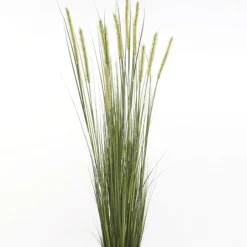 Planta Junco Espiga Estrecha