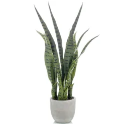 Planta Sansevieria