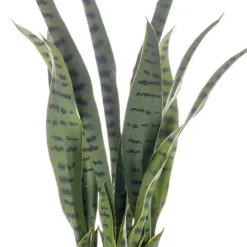 Planta Sansevieria