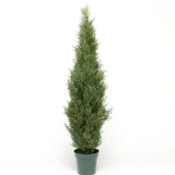 Árbol Arizónica, Ciprés