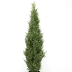 Árbol Arizónica, Ciprés