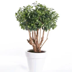 Árbol Ficus Botanic