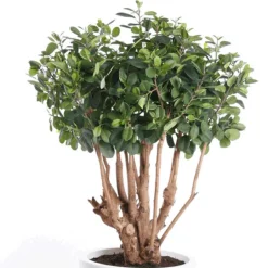 Árbol Ficus Botanic