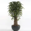 Árbol Ficus Deluxe