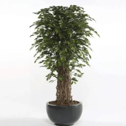 Árbol Ficus Deluxe