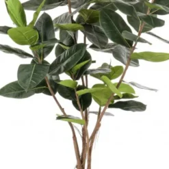Árbol Ficus Lyrata