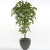 Árbol Ficus Premium