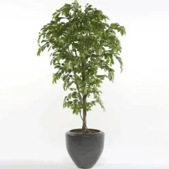 Árbol Ficus Premium