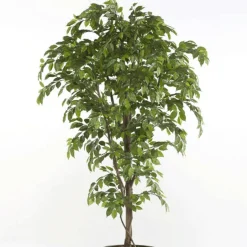Árbol Ficus Premium