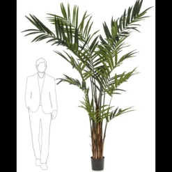 Árbol Kentia grande