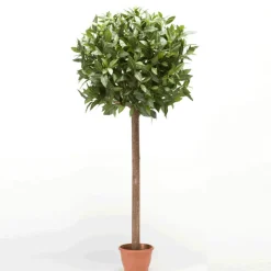 Árbol Laurel Esfera