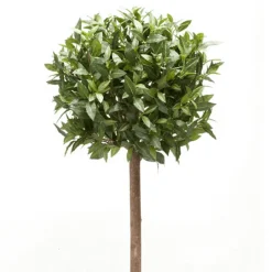 Árbol Laurel Esfera