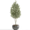 Árbol Olivo Mini