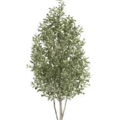 Árbol Olivo Mini