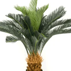 Árbol Palmera Cyca