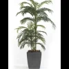 Árbol Palmera Premium