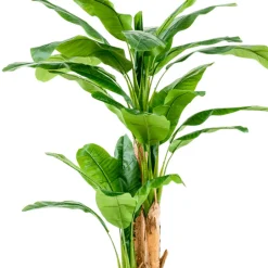 Árbol Platanero Multitronco